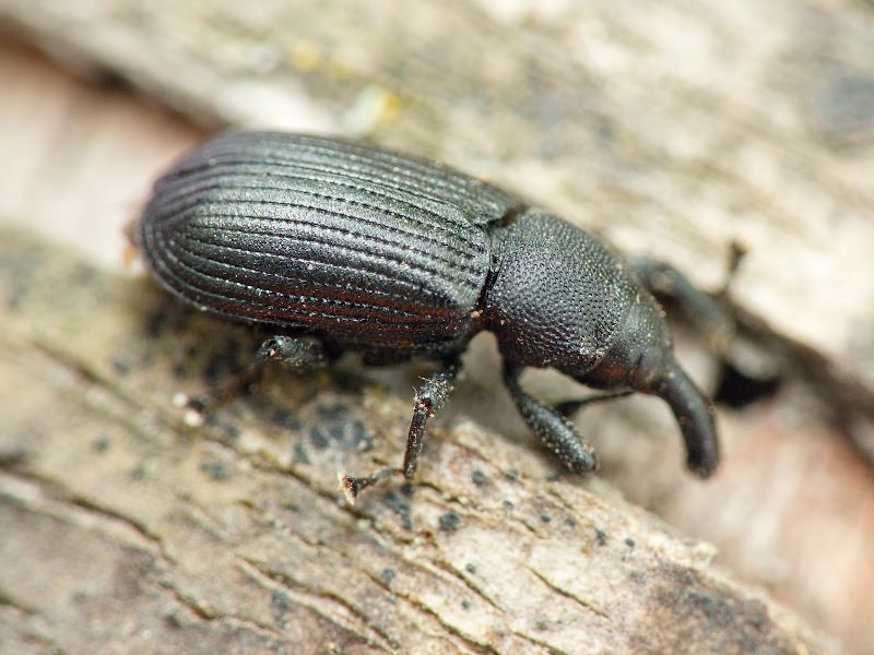 Magdalis (Odontomagdalis) armigera (Geoffroy, 1785)